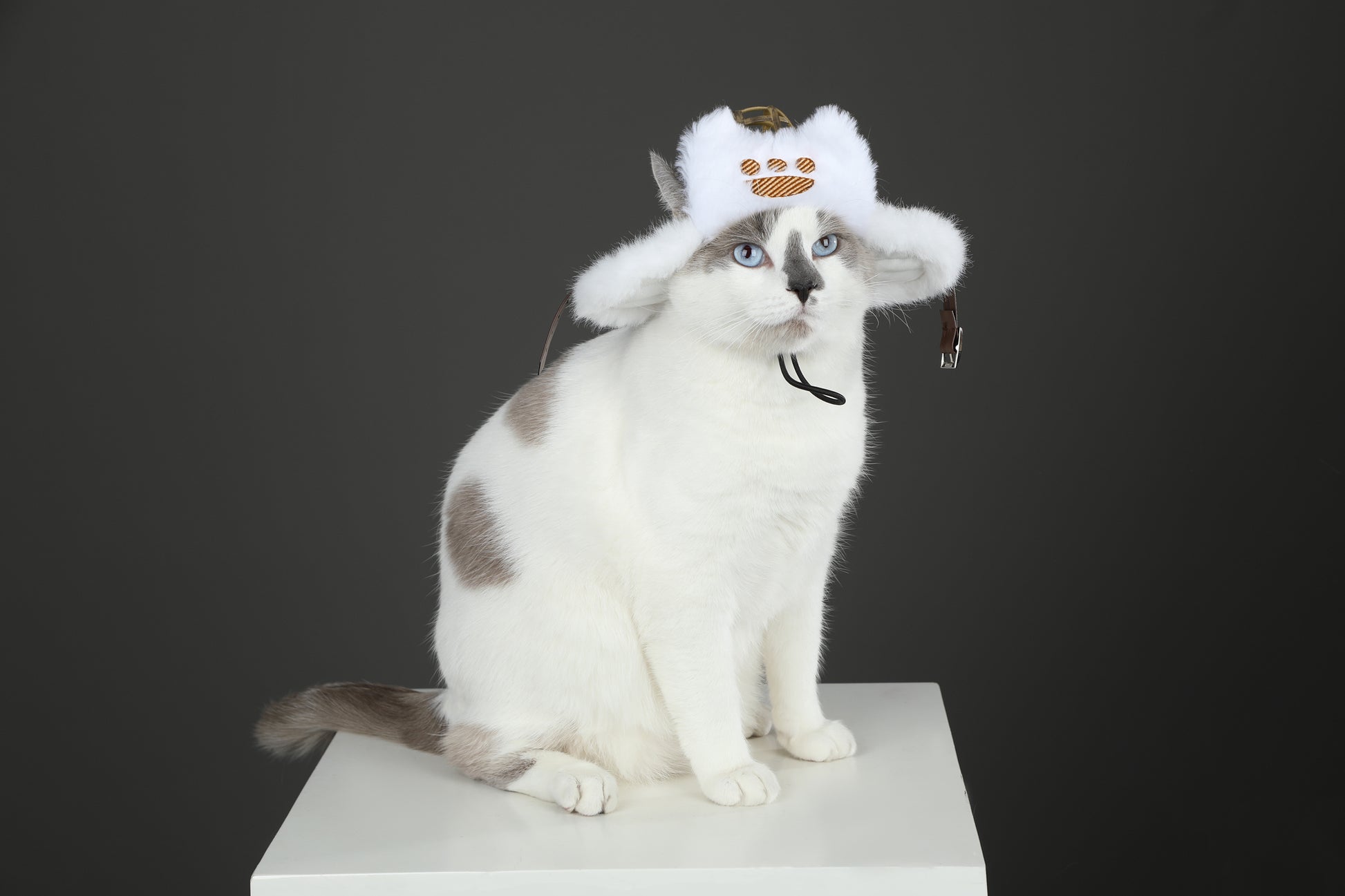 Costume de Cosplay de Chapeau Palico pour Chat